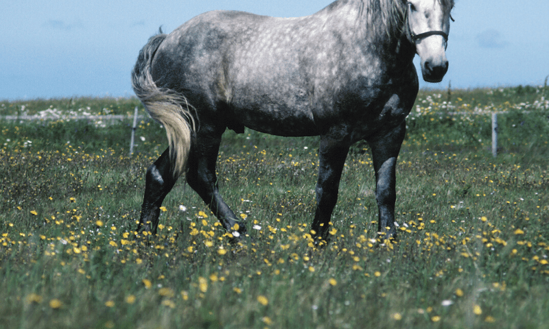 Obese horse grazing
