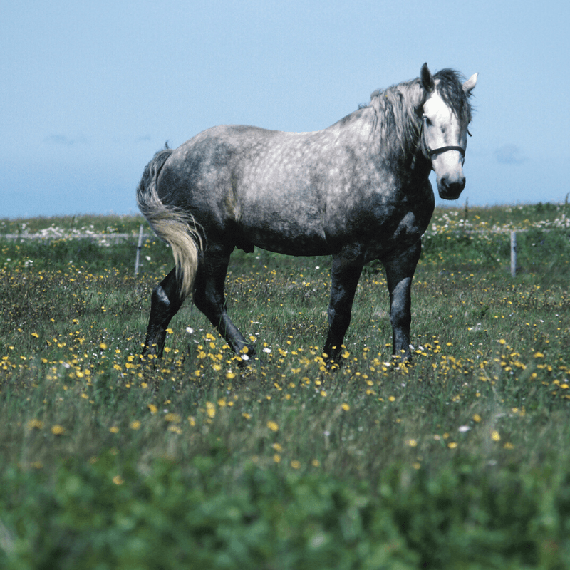 Obese horse grazing. Horse's Trust encourages health body condition