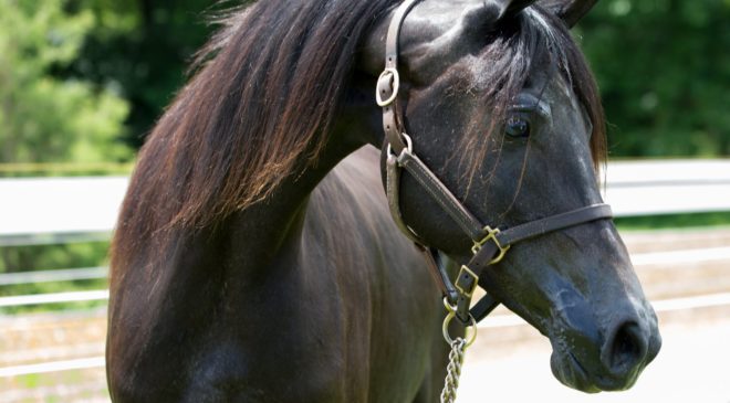 Horse gear: Image of a horse wearing a black leather headcollar