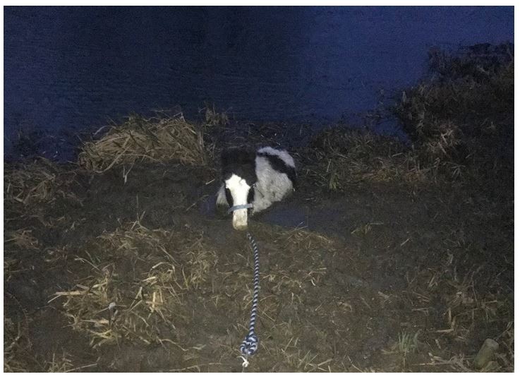 A young pony stuck in mud from the banks of water in fields