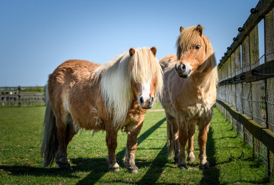 Ponies at Remus Pony Sanctuary