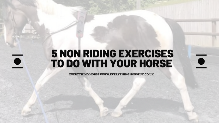 5 non riding exercises to do with your horse