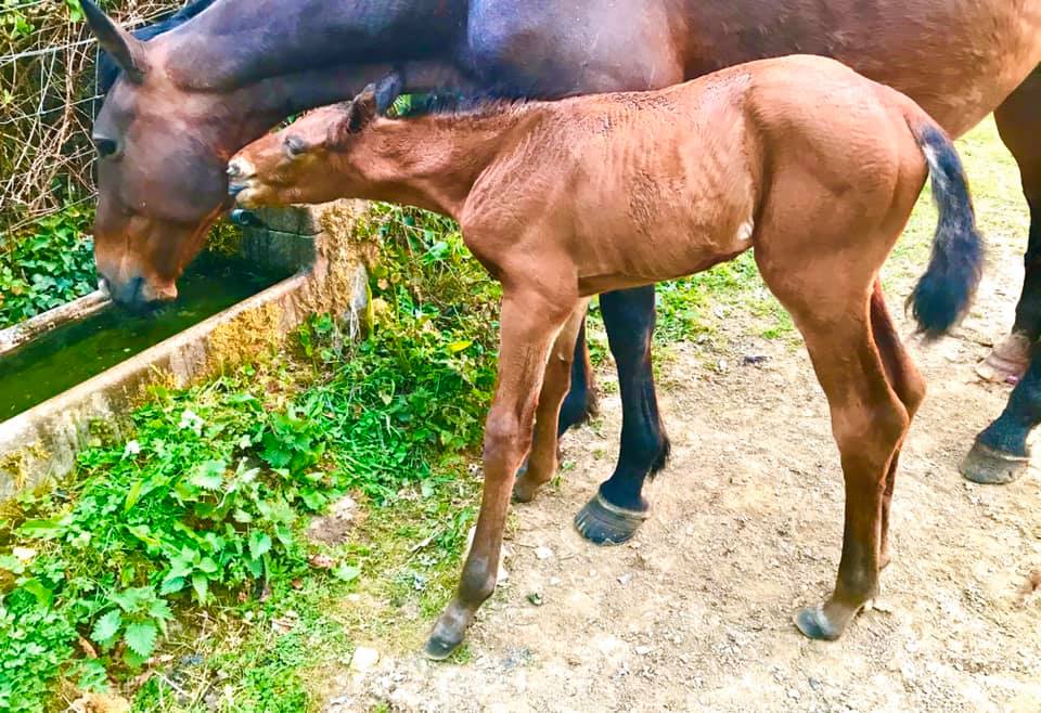 Kings Tempress and her bay colt shortly after birth