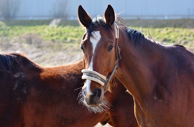 defining-a-green-horse-and-recommended-training-everything-horse