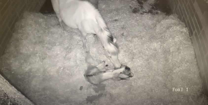 the mare and foal sanctuary video of foal being born