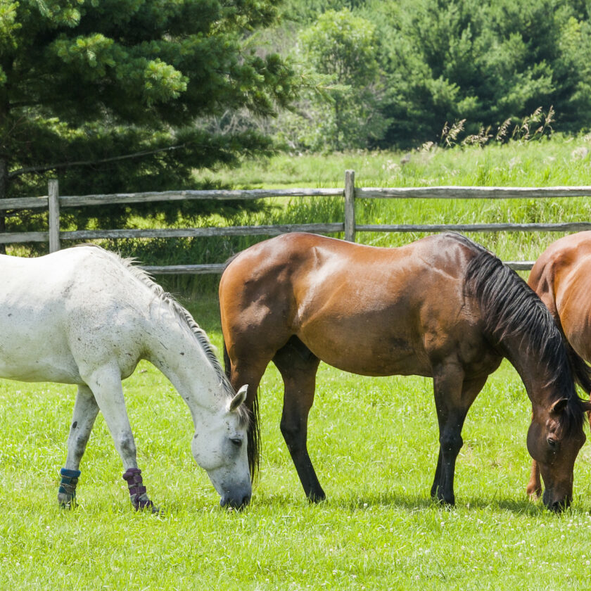 Three horses, a gray, a bay, and a chestnut grazing in a pasture with a split-rail fence and trees in the background on a sunny day.