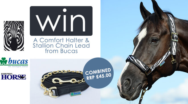 Comfort Halter and Stallion Chain Lead from Bucas