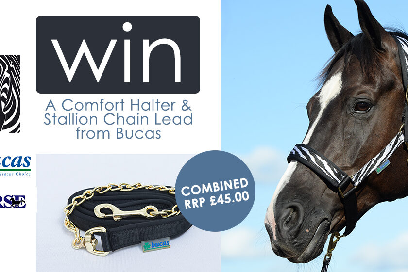 Comfort Halter and Stallion Chain Lead from Bucas