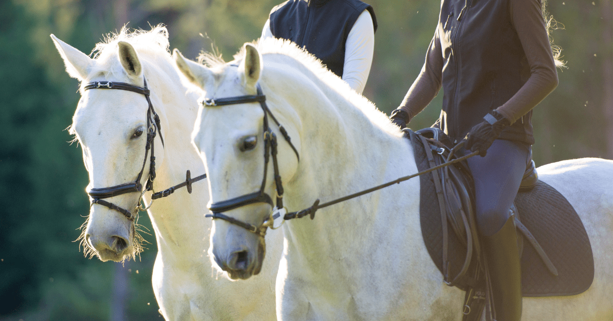 Horse Riding Gloves horse riders on two white horses