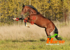 Horse Jumping Bending Joints