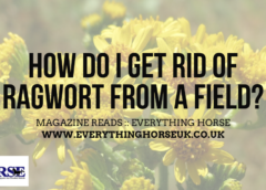 How do I get rid of Ragwort from a field? - image of ragwort and article title