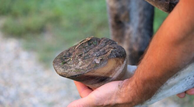Maintaining hoof condition is important for protecting joints from injury