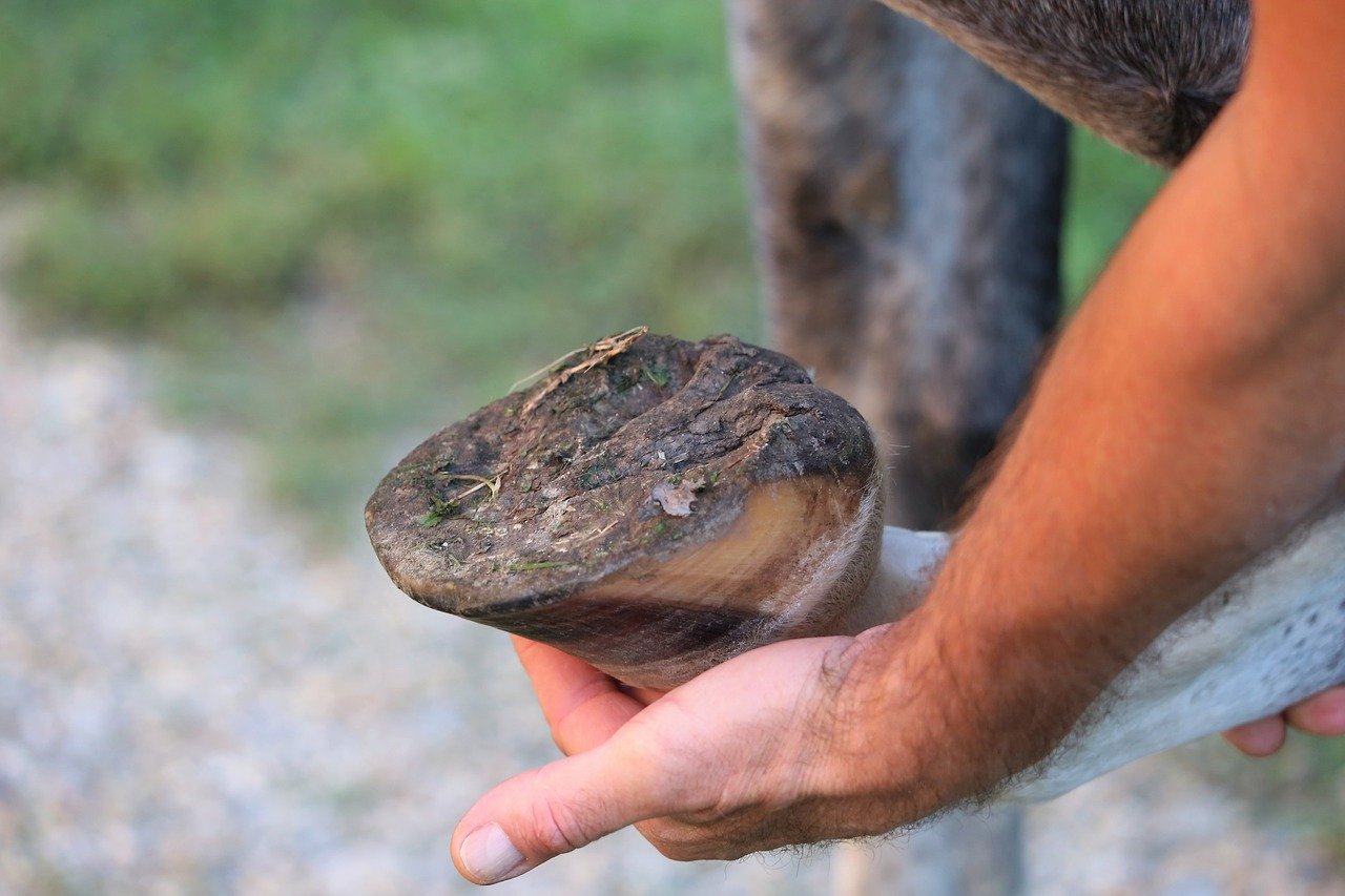 Maintaining hoof condition is important for protecting joints from injury