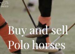 NEW Marketplace, Equineed, Launched for the Sale of Polo Ponies 