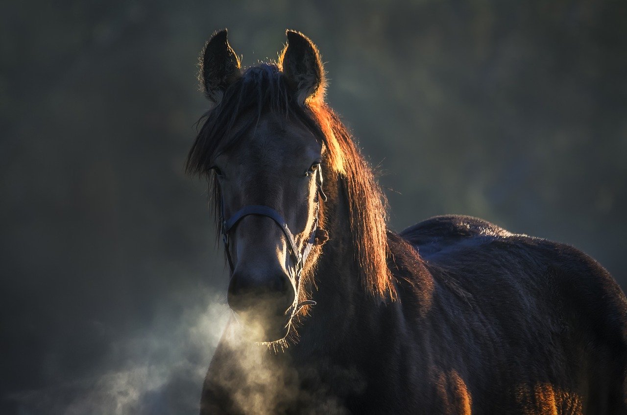 healthy diet for horses image of a horse