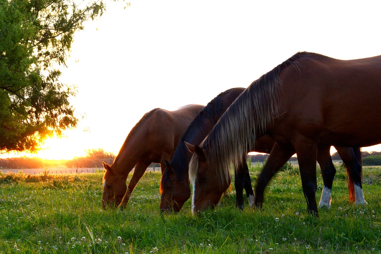 Horse companions in a field