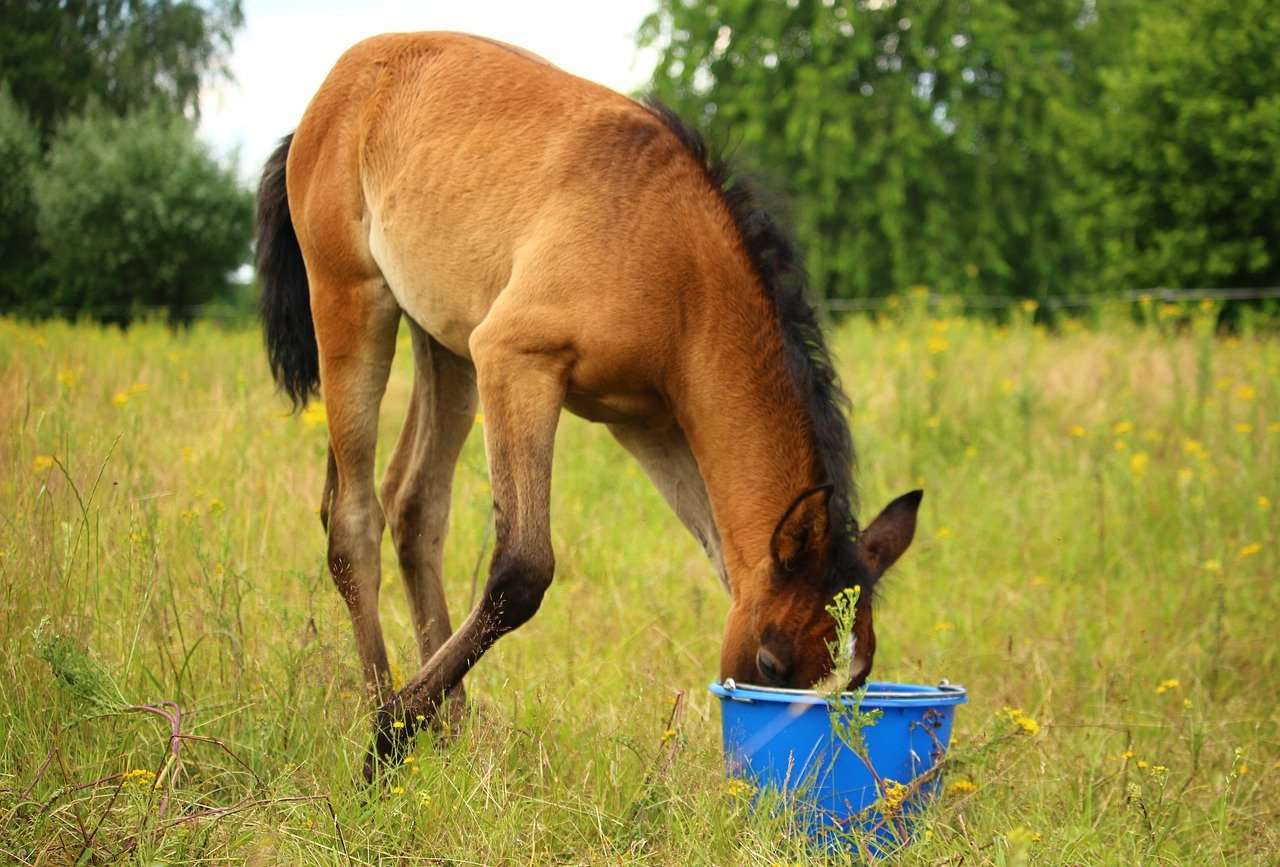 Foal eating feed