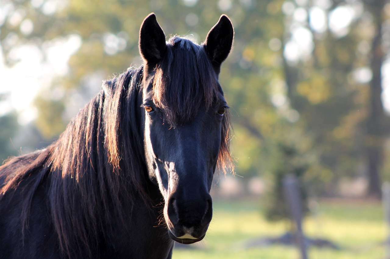 Best Calming Herbs for Horses