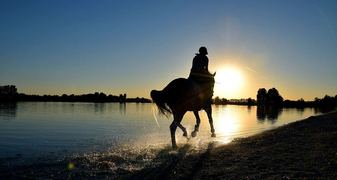 Best Joint Supplements for Horses a horse and rider cantering on the beach