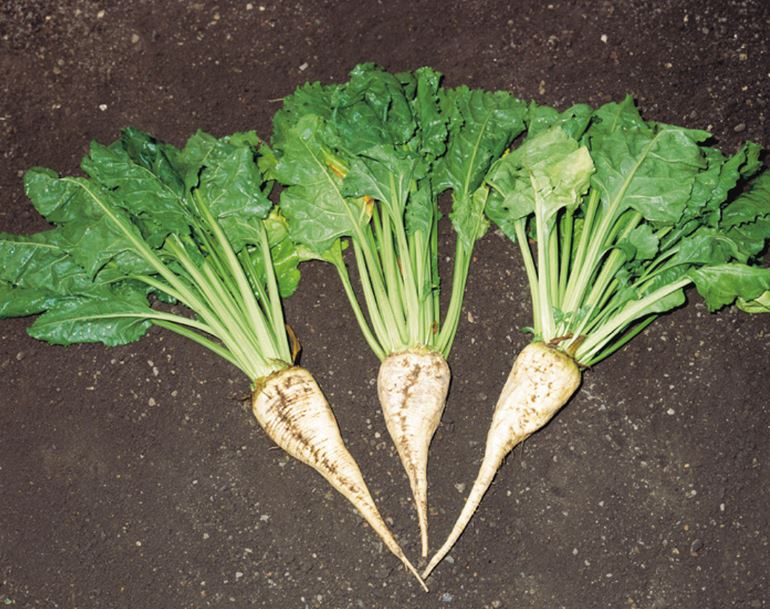 sugar beet