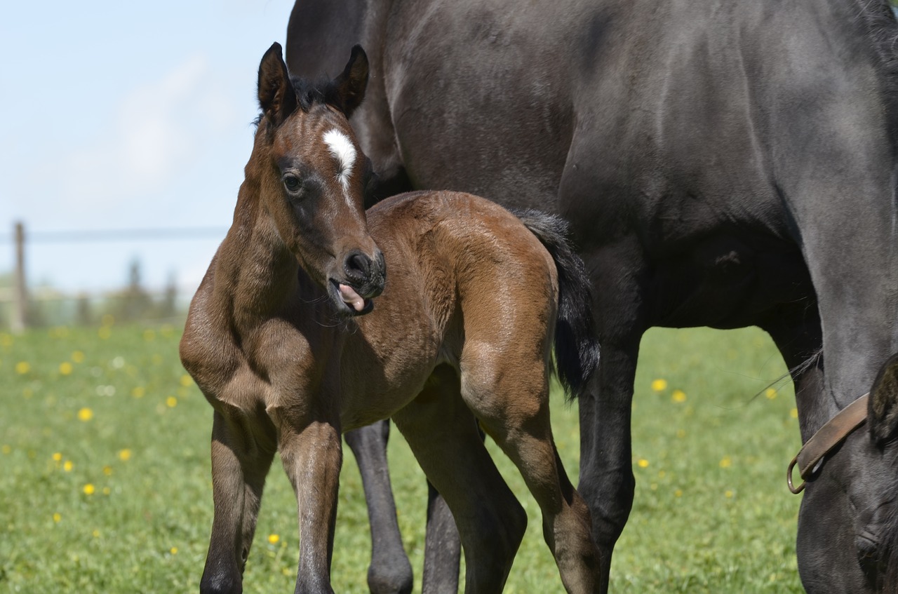 thoroughbred foal