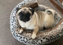 The Best Beds for Puppies and Small Dogs