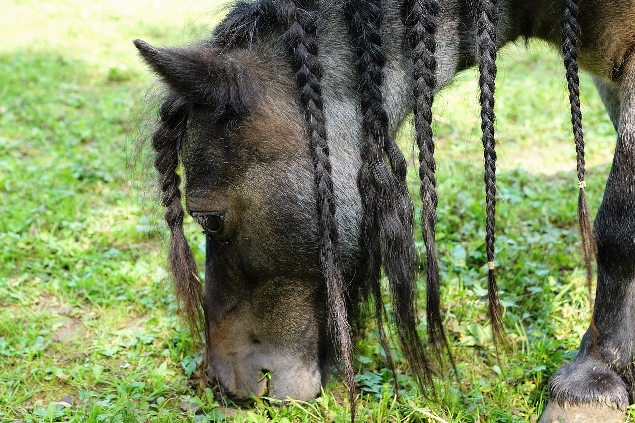 Glucosamine For Arthritis in horses
