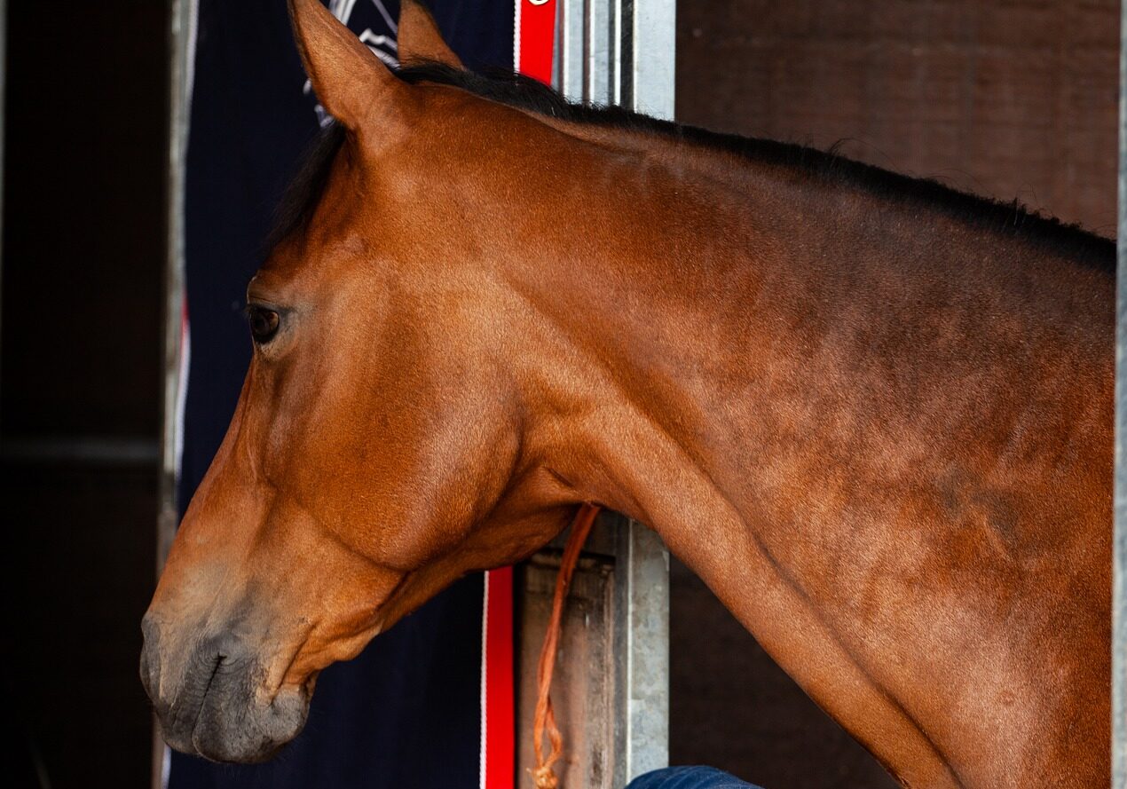 Coronavirus: effects on equestrian sport