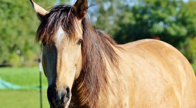 Natural Horse Supplements UK image of horse in paddock