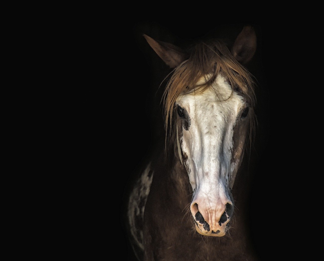 Calming Herbs For Horses horse stood in stable