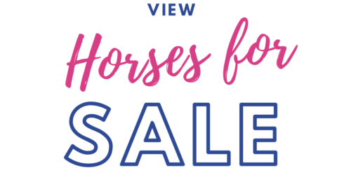 horses for sale