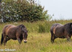 Exmoor Pony Society image copyright Tricia Gibson