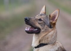 Which Type of Dog Collar is Right For Your Dog?
