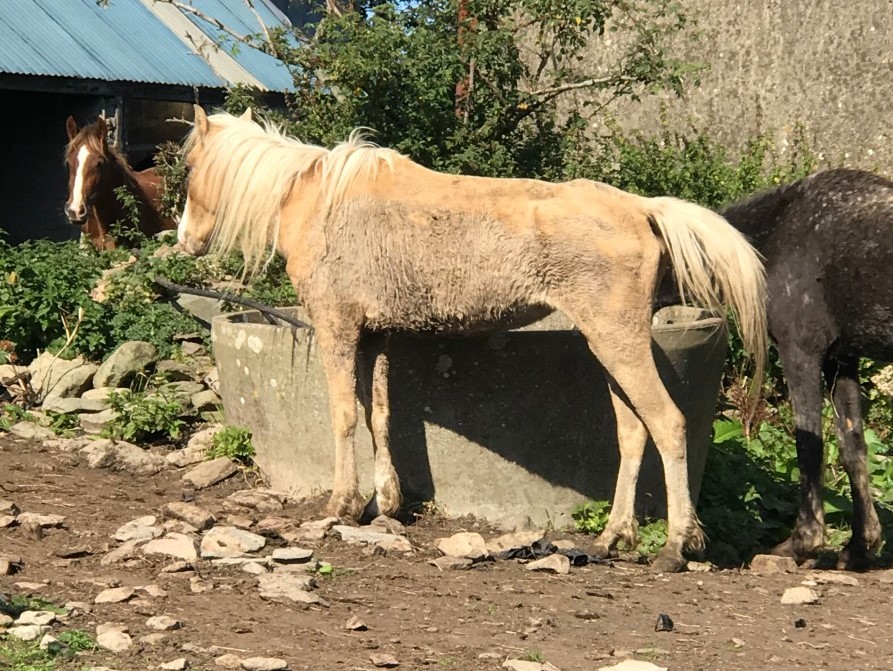 Man Handed Suspended Jail Sentence for Mistreatment of Horses ...