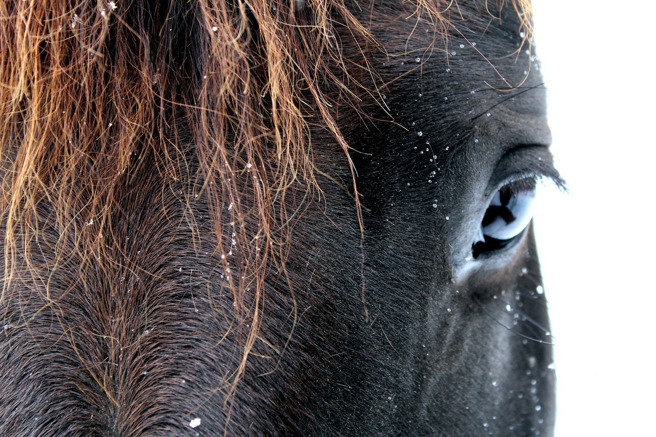 Latest COVID-19 Restrictions