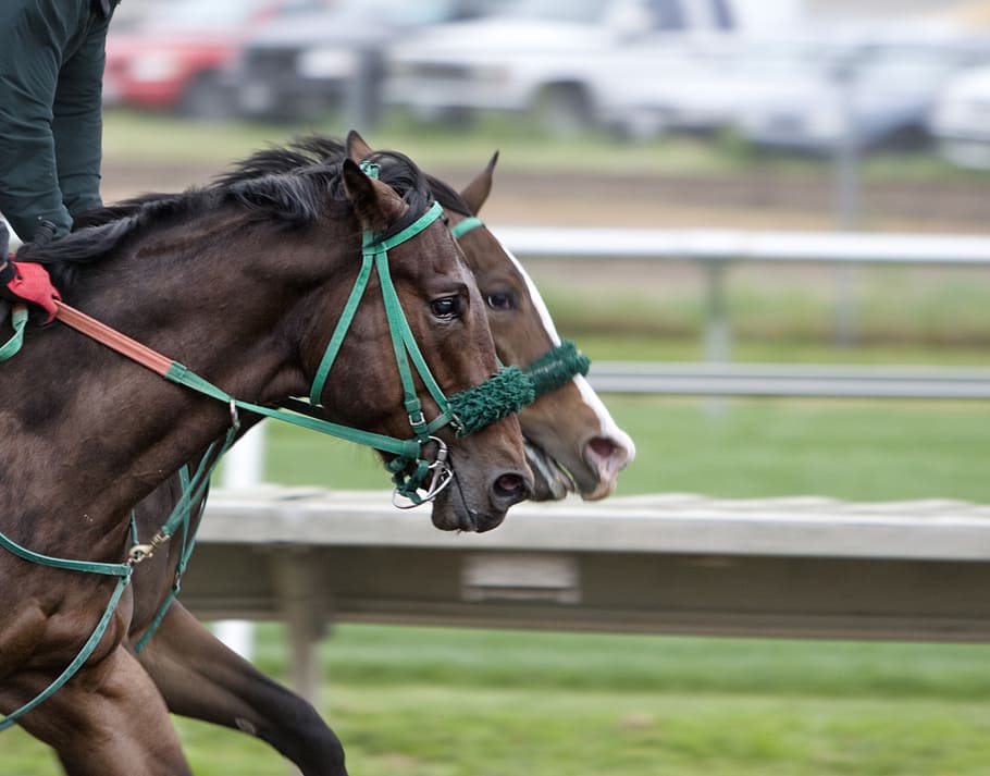 horses-track-race- bet-horse-racing