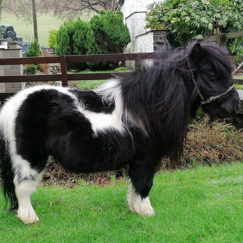 Shetland Pony Seen Pulling People in Makeshift Wheelie Bin