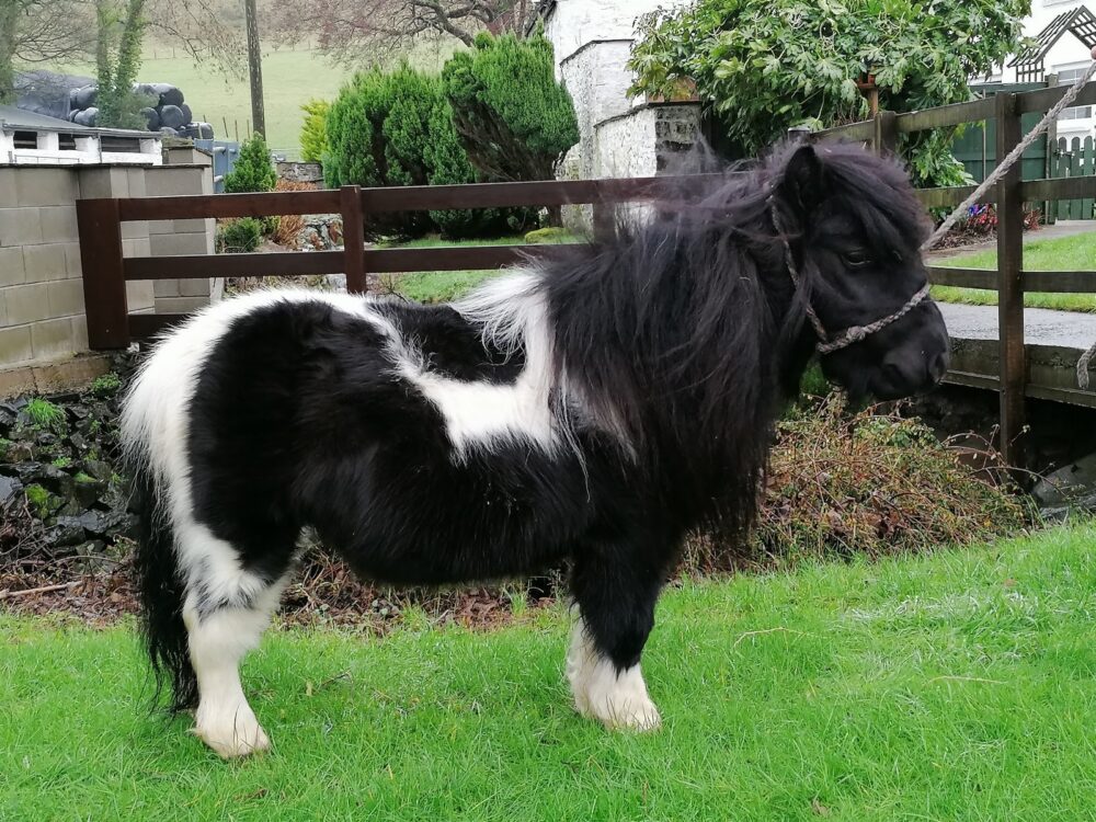 Shetland Pony Seen Pulling People in Makeshift Wheelie Bin
