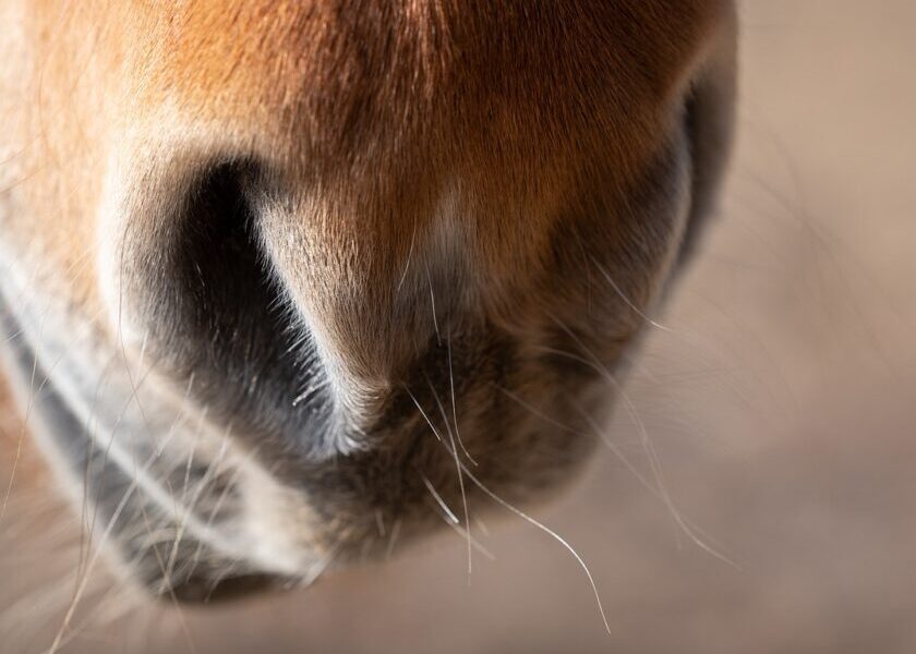 Respiratory Management In Horses
