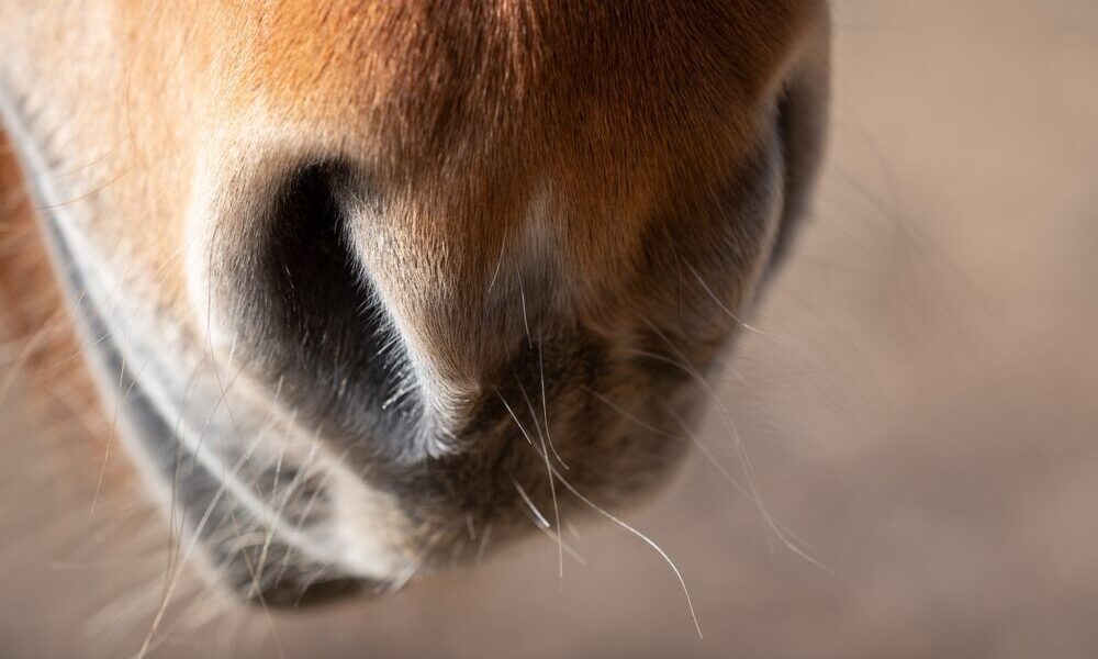 Respiratory Management In Horses