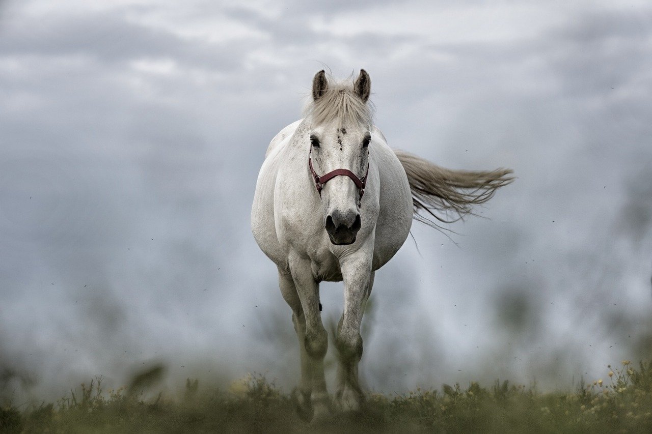 coronavirus equestrian industry January guidelines