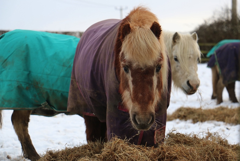 Redwings launch urgent hay appeal