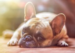 7 Things Which Newbie Dog Owners Don’t Know