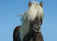 The Best Mane and Tail Detangler For Horses