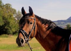 The Best Coat Supplements For Horses