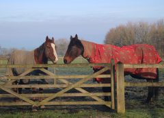 should you wash mud of horses legs? Horses stood at gate in a field
