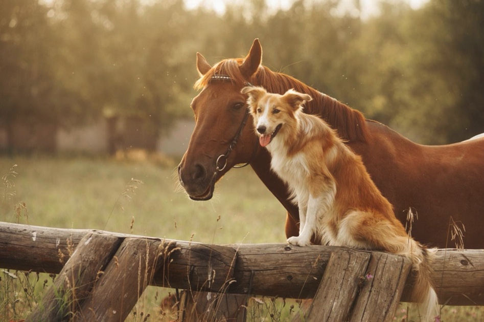 dogs and horses