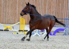 Best inhand exercises for horses