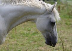 Does My Horse Need A Respiratory Supplement?