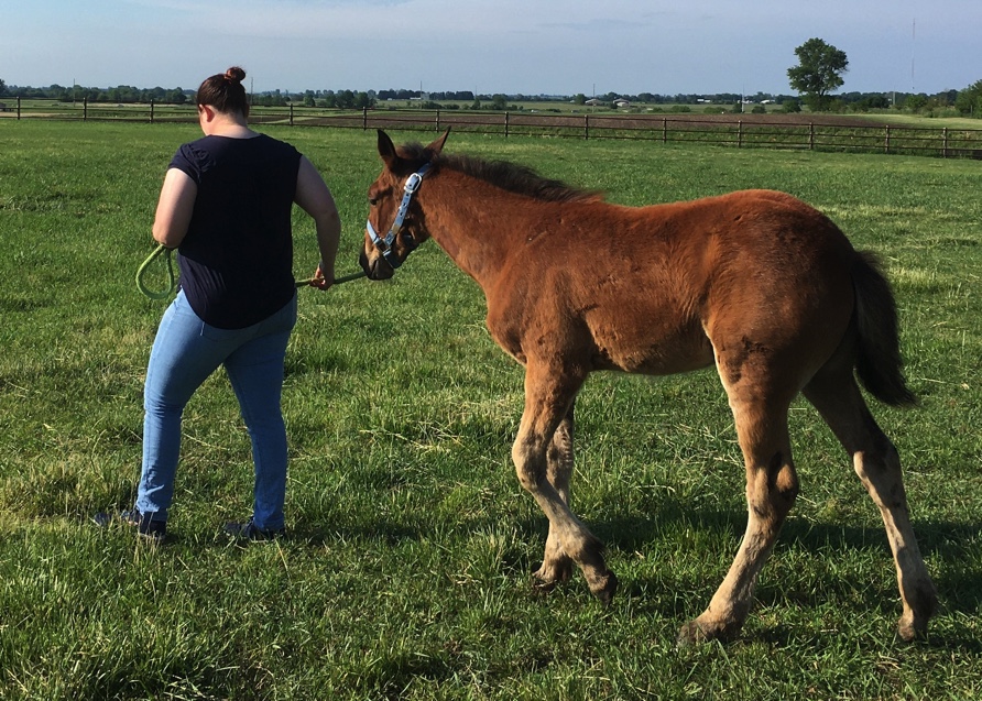 Research suggests introducing mild exercise in young foals can help reduce the chance of lower leg fractures later in life